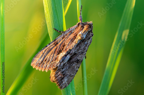 Wallpaper Mural Brown butterfly with folded wings sits on a grass stem Torontodigital.ca