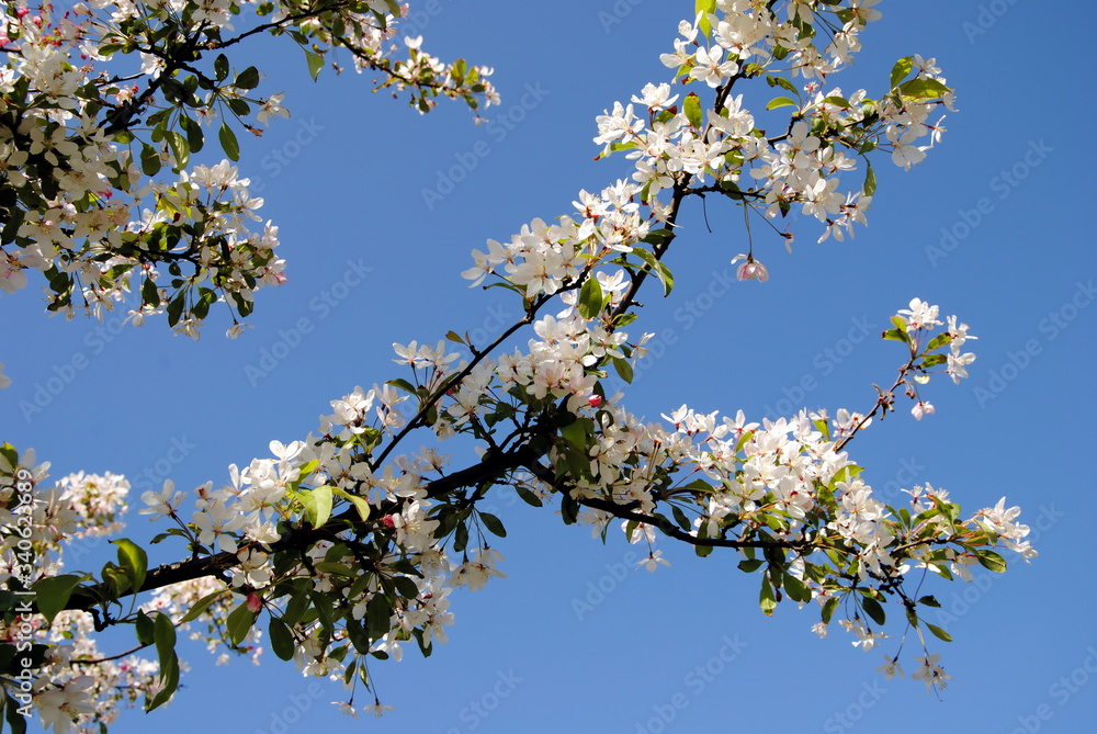 Flowering branches with white blossoms against a deep blue sky Flowering branches with white blossoms against a deep blue sky