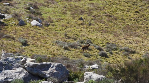 Muflone all'isola d'elba nel bosco