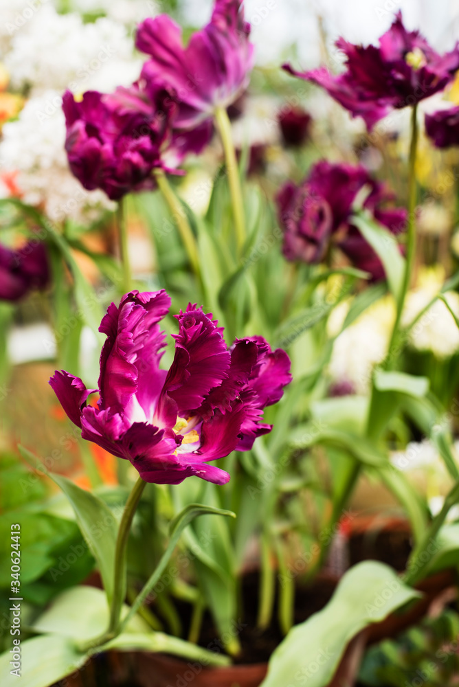 purple tulips in the garden purple tulips in the garden
