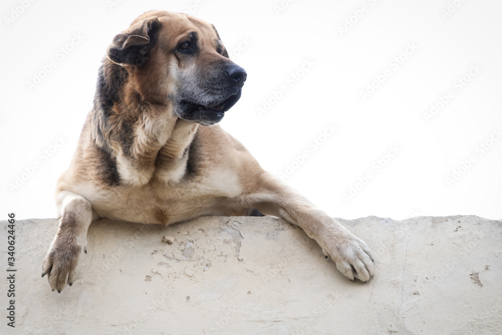 guard dog looking over a wall. white background. guard dog looking over a wall. white background.