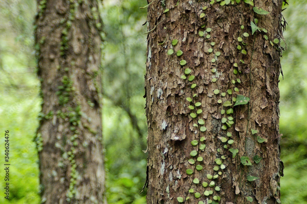 Lemmaphyllum microphyllum climbing on the tree. Lemmaphyllum microphyllum climbing on the tree.