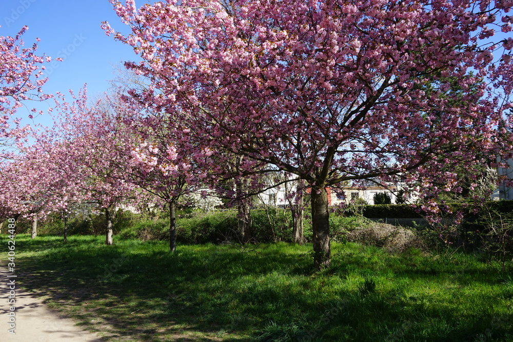 Blühende japanische Kirschbäume am Berliner Mauerweg in Teltow Blühende japanische Kirschbäume am Berliner Mauerweg in Teltow