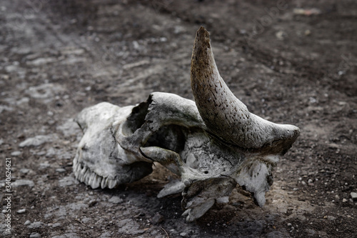 skull of a bull © Марина Мироненко