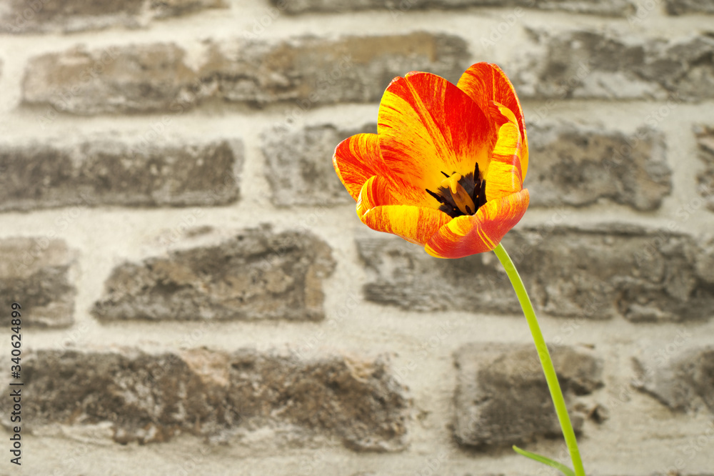 Tulip flower in front of a stone wall. Copy space. Tulip flower in front of a stone wall. Copy space.