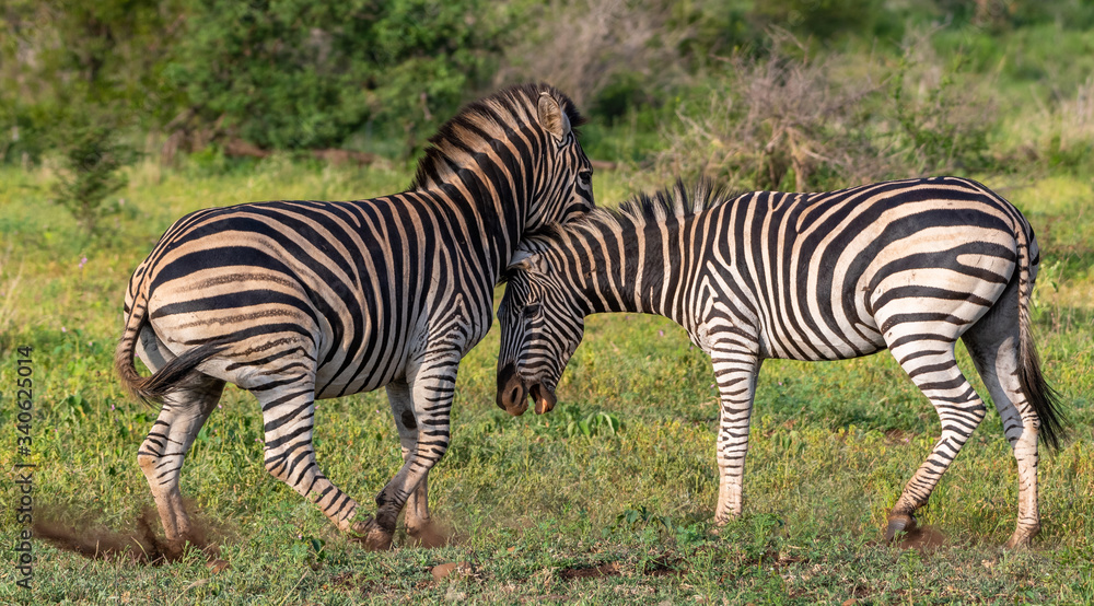 Fototapeta premium Two zebras playing in the Kruger National Park