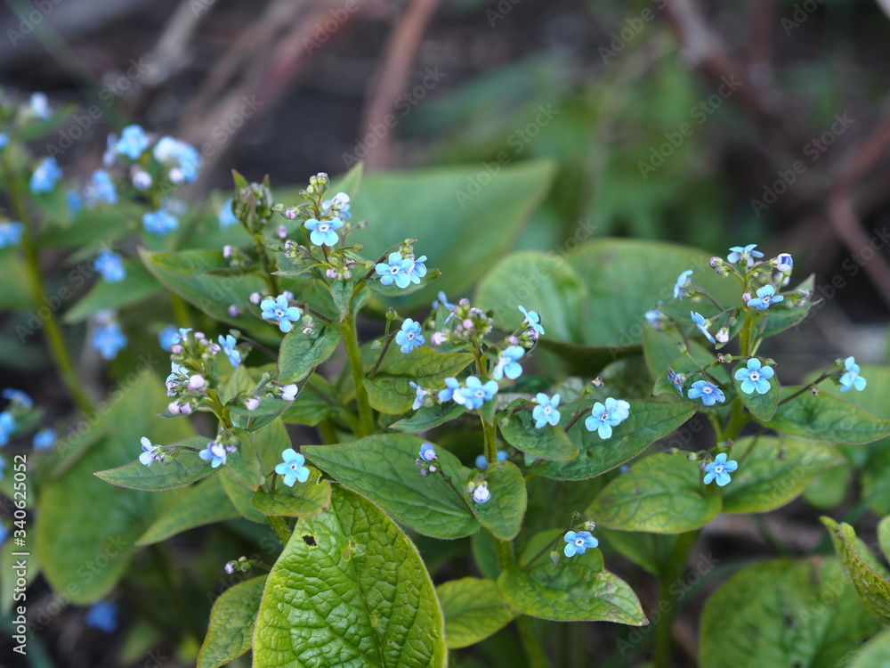 Garden early forget-me-nots.Delicate blue flowers of spring forget-me-nots. Garden early forget-me-nots.Delicate blue flowers of spring forget-me-nots.