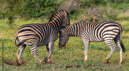 Two zebras playing in the Kruger National Park