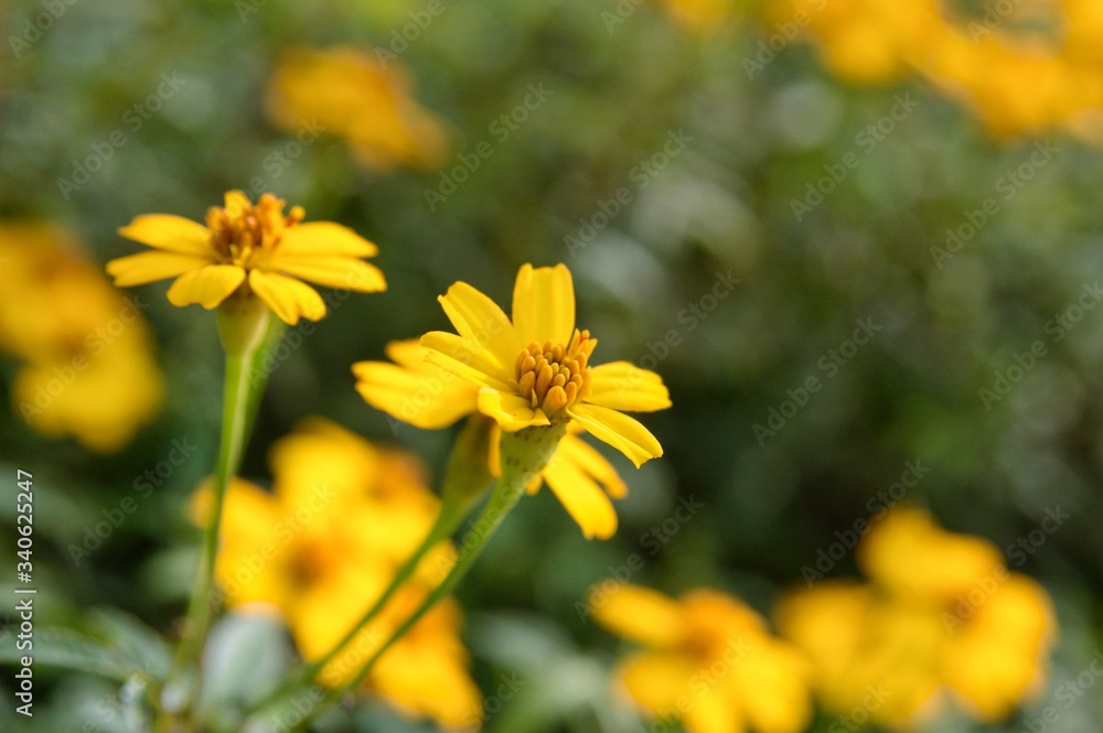 Beautiful yellow cosmos under the sunshine. Beautiful yellow cosmos under the sunshine.