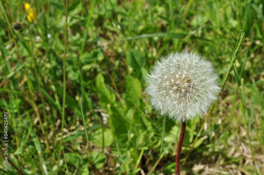 Diente de león sobre hierba verde Diente de león sobre hierba verde