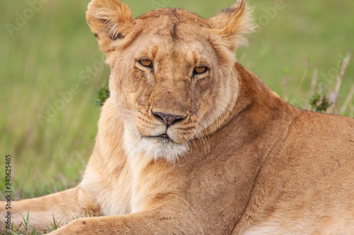 Photography Lioness