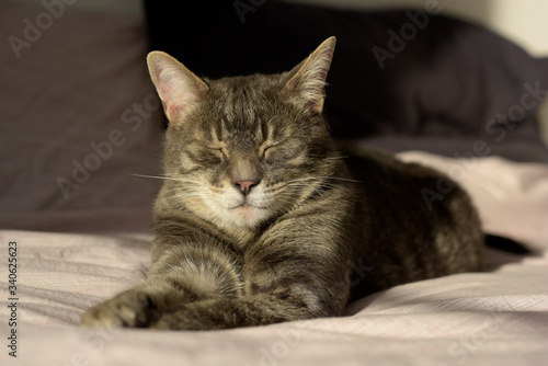 chat domestique dormant  © DOMINIQUE MARIOTTI