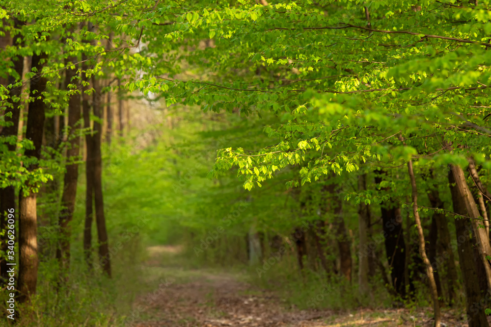 Green forest in spring time Green forest in spring time