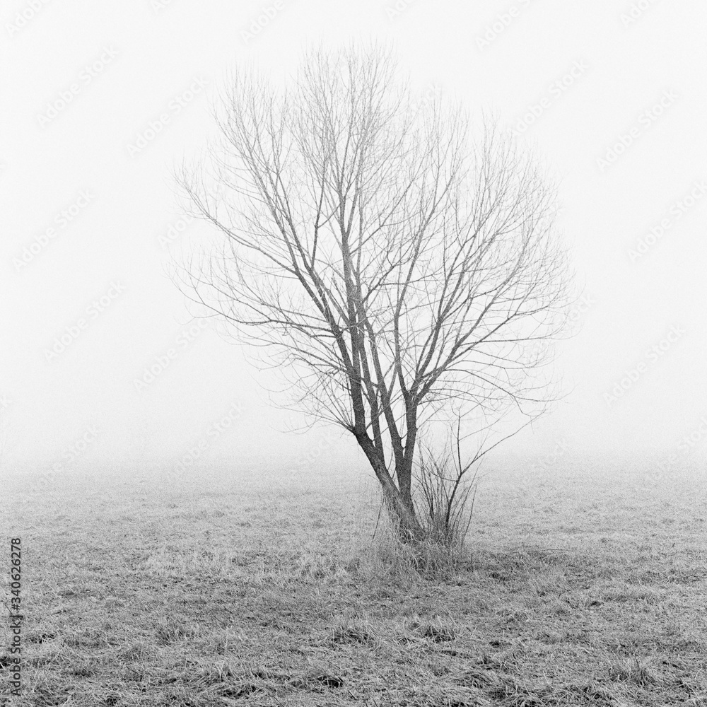 Drzewo w gęstej mgle B&W