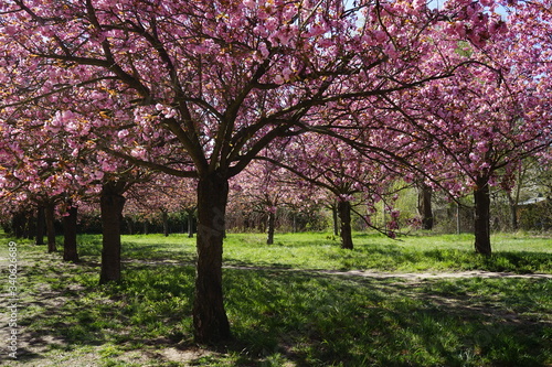 Japanische Kirschbäume in Blüte am Berliner Mauerweg in Teltow