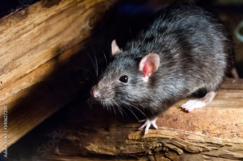 The black rat (Rattus rattus), also known as ship rat, roof rat, or house rat. photo