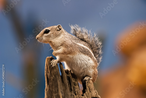 Chipmunks are small, striped rodents of the family Sciuridae. Chipmunks are found in North America, with the exception of the Siberian chipmunk which is found primarily in Asia.