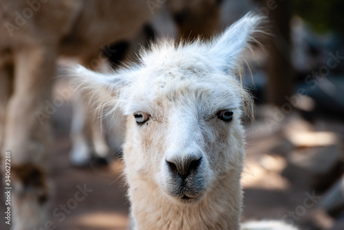 The alpaca (Vicugna pacos) is a species of South American camelid descended from the vicuña.