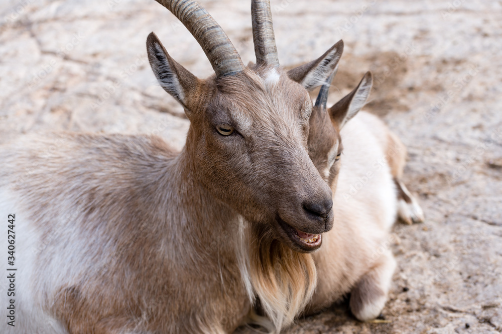 The domestic goat or simply goat (Capra aegagrus hircus) is a subspecies of C. aegagrus domesticated from the wild goat of Southwest Asia and Eastern Europe.