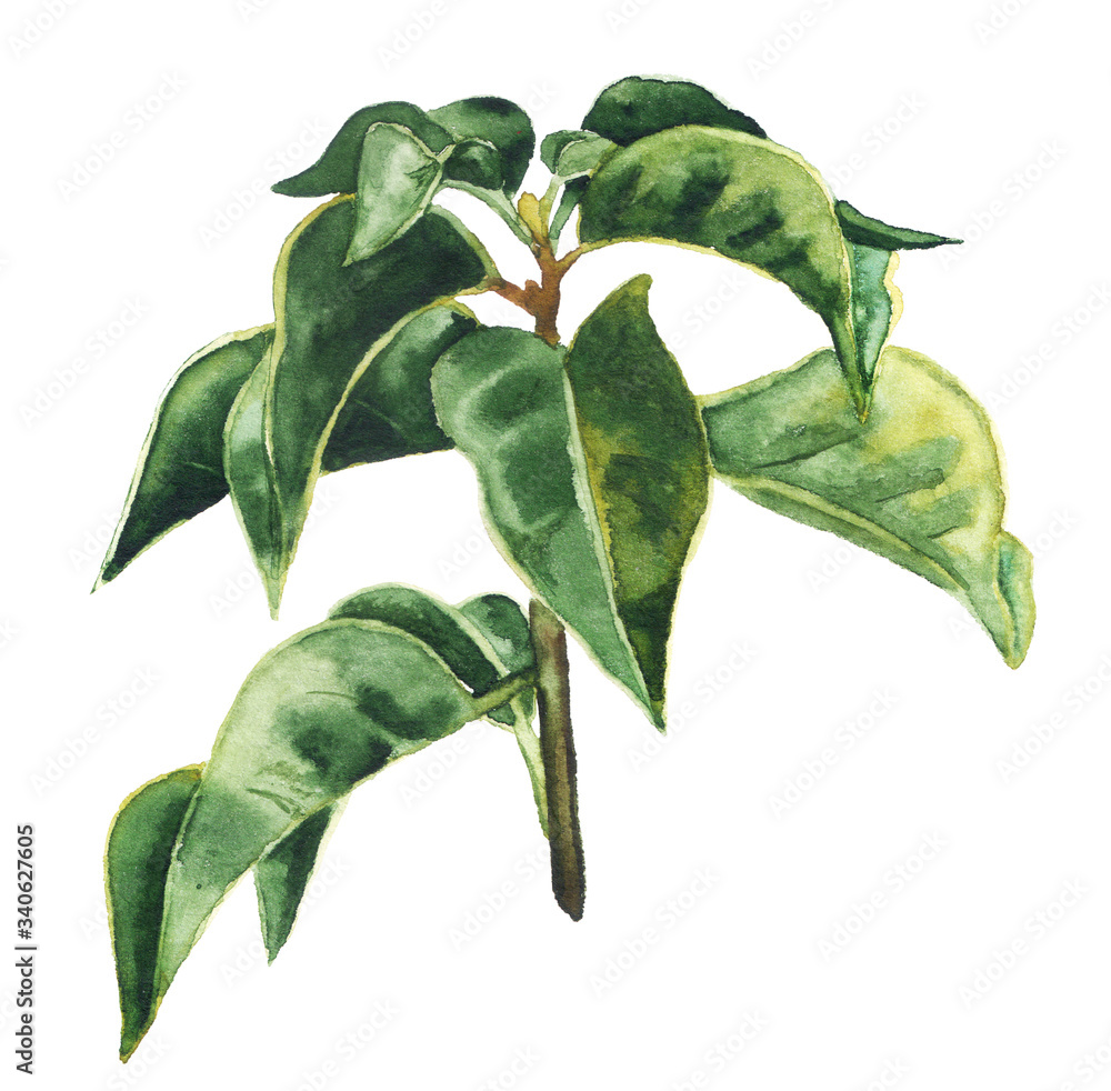 Watercolor green tea leaves Stock Illustration Adobe Stock