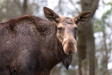 The moose (North America) or elk (Eurasia), Alces alces, is a member of the New World deer subfamily and is the largest and heaviest extant species in the deer family.