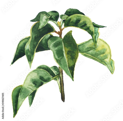 Watercolor green tea leaves