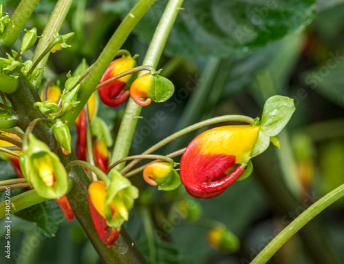 Taken at Kew Gardens, London