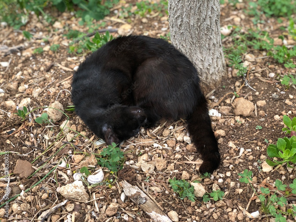 Black cat playing in the garden Black cat playing in the garden
