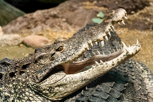 The Cuban crocodile (Crocodylus rhombifer) is a small species of crocodile found only in Cuba.