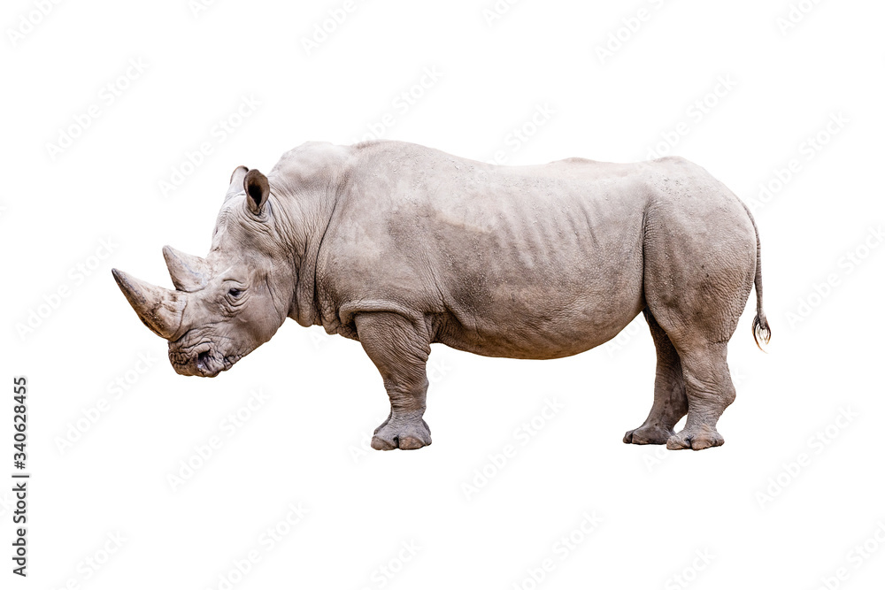 A rhinoceros isolated on white background. A rhinoceros isolated on white background.