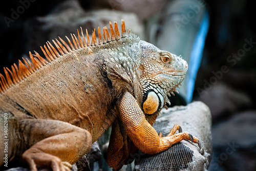 Iguana is a genus of herbivorous lizards that are native to tropical areas of Mexico  Central America  South America  and the Caribbean.