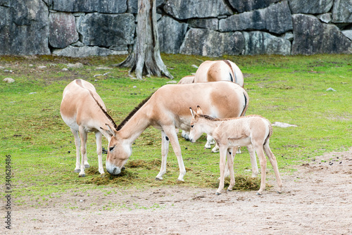 The onager (Equus hemionus), also known as hemione or Asiatic wild ass,[3] is a species of the family Equidae (horse family) native to Asia. photo