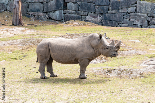 A rhinoceros commonly abbreviated to rhino, is one of any five extant species of odd-toed ungulates in the family Rhinocerotidae, as well as any of the numerous extinct species therein.