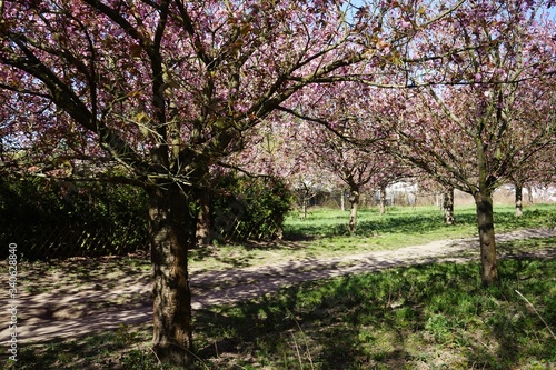 Kirschbl  tensaison in Teltow  Berliner Mauerweg 