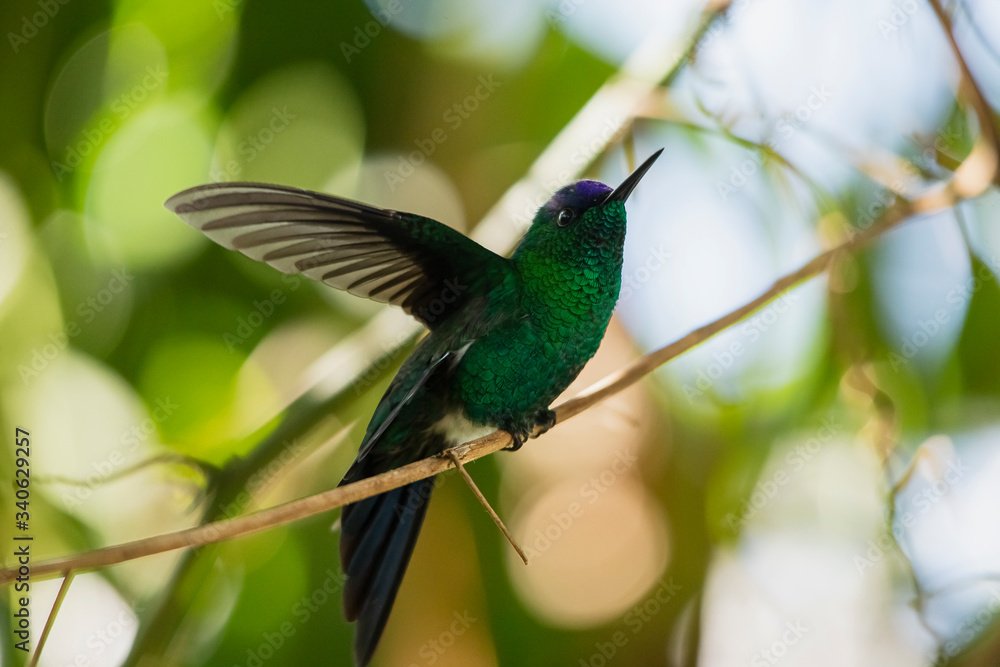 Hummingbird with spreaded wings Hummingbird with spreaded wings