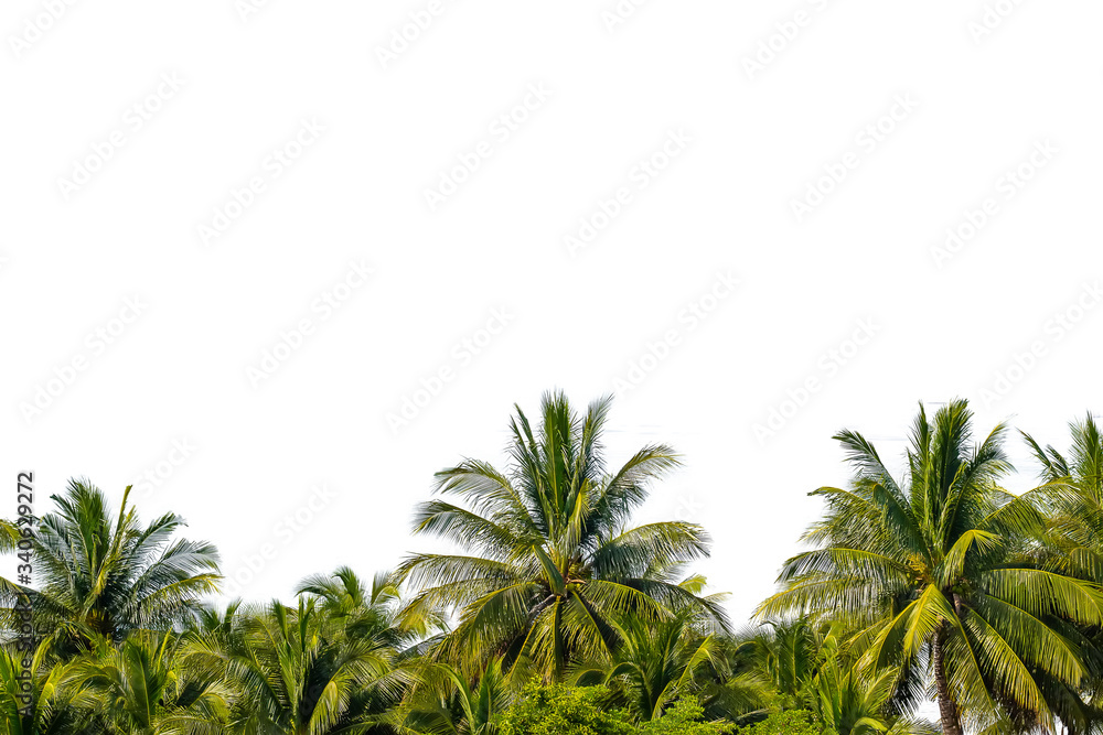Beautiful seaside coconut palm tree forest isolate on white background