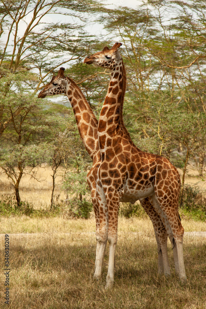 Two-headed giraffe