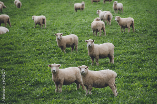 Sheeps in New Zealand ニュージーランドの羊 