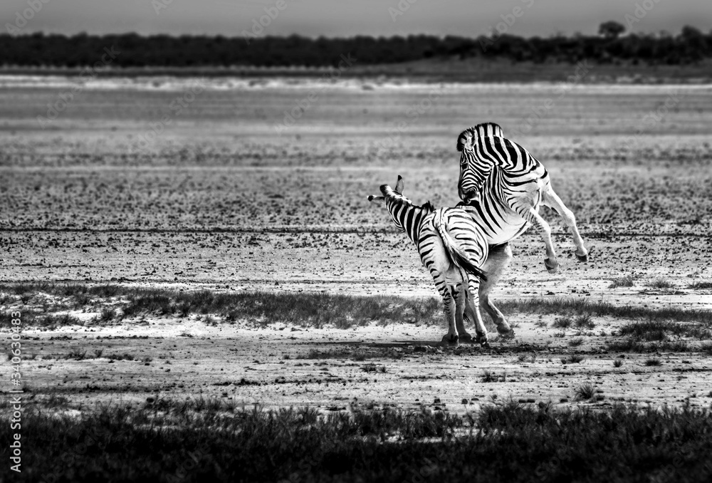 Zebra On Field Against Sky - obrazy, fototapety, plakaty 
