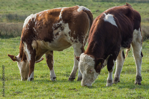 cows grazing in a field © chfortunato2015
