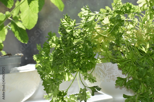 Close up of home grown organic parsley and mint in the sunlight by a kitchen window