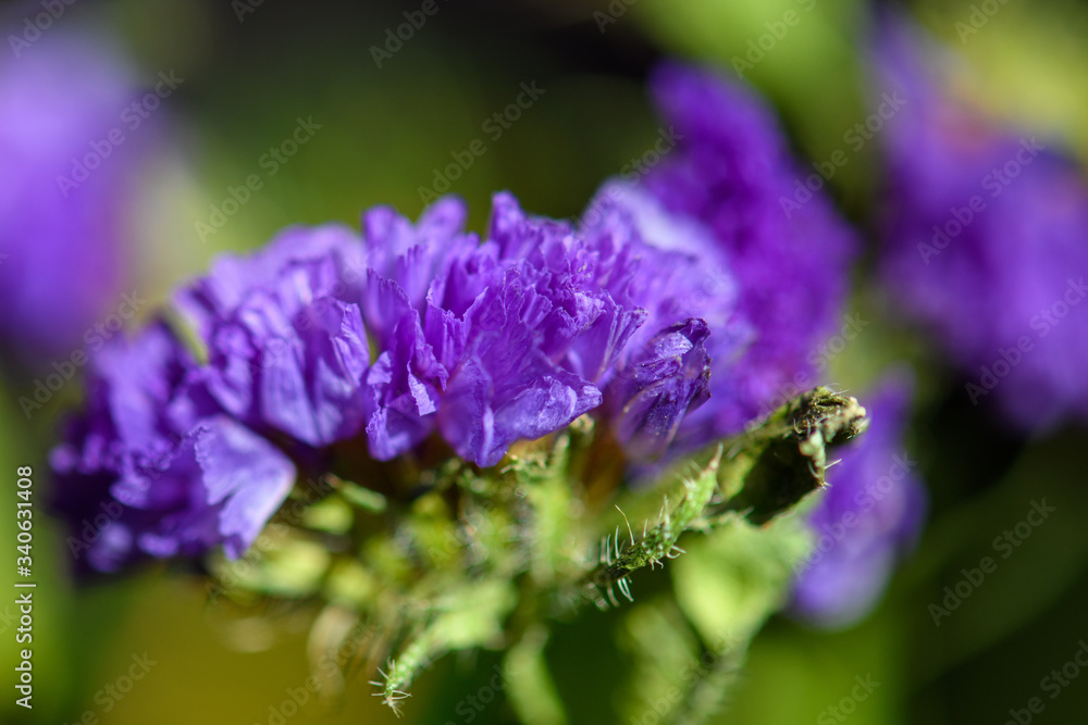 Violette Blüte