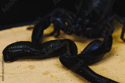 Konstfotografi Scorpion with a leech in terrarium. Black scorpion is a poisonou