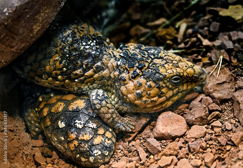 Short-tailed skink on the ground in its enclosure. Latin name - Tiliqua rugosa Short-tailed skink on the ground in its enclosure. Latin name - Tiliqua rugosa