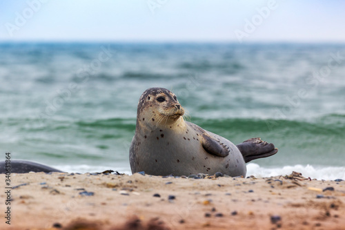 Helgoland, Dune Island, Halichoerus grypus - young seal lying on a beautiful sand beach in the background of a clean, blue, sea. photo