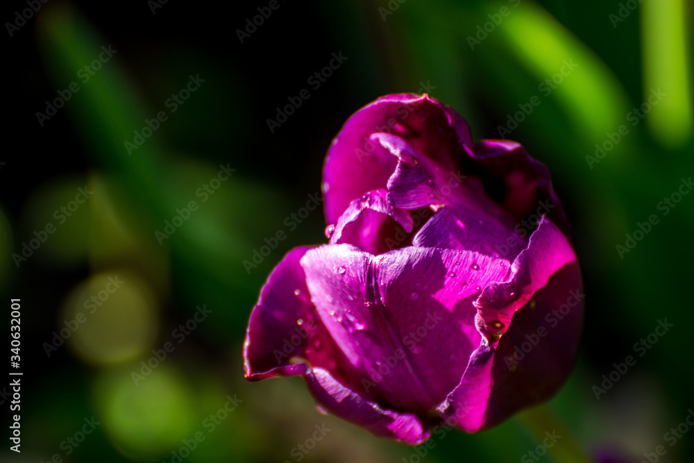 purple tulip with water drops