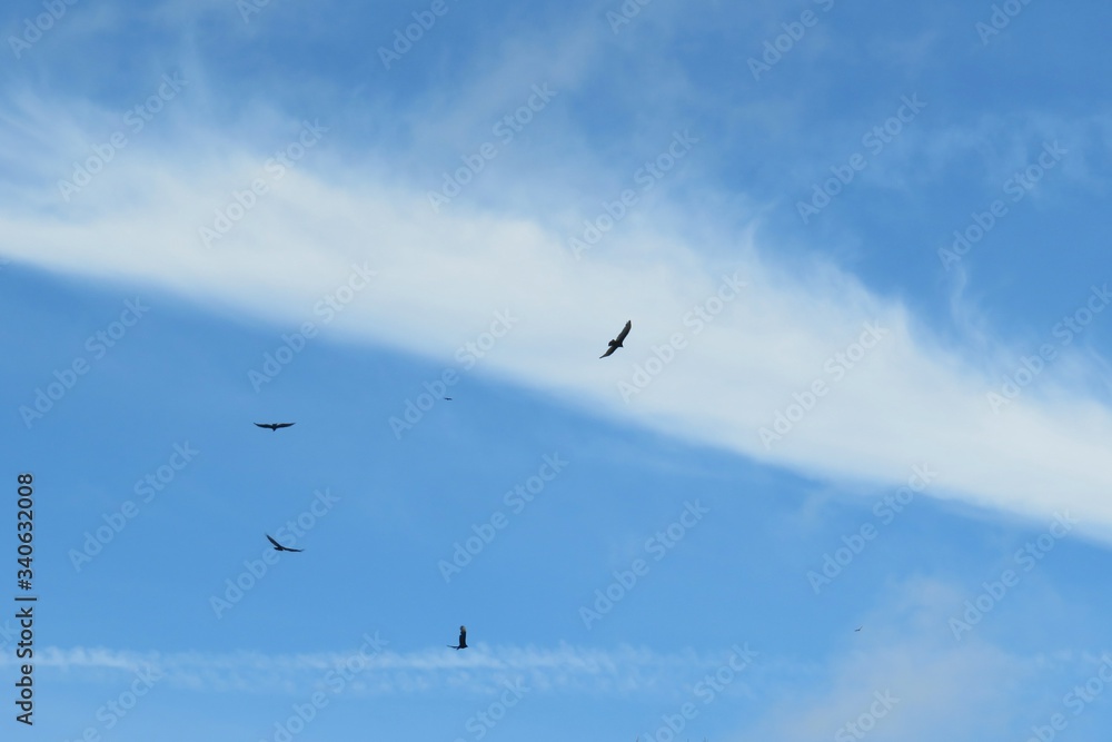 Birds flying in the blue sky on clouds background