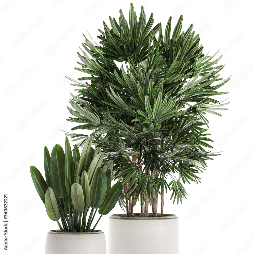 Fototapeta premium rhapis excelsa palm in a white pot isolated on white background