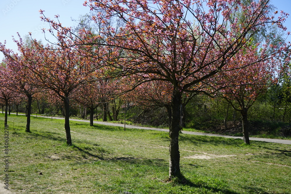 Rosa blühende japanische Kirschbäume am Berliner Mauerweg in Teltow bei Sonnenschein Rosa blühende japanische Kirschbäume am Berliner Mauerweg in Teltow bei Sonnenschein