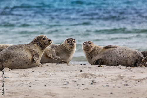 Helgoland, Dune Island, Halichoerus grypus - three seals lying on a beautiful clear sandy beach and looking. In the background beautiful blue sea